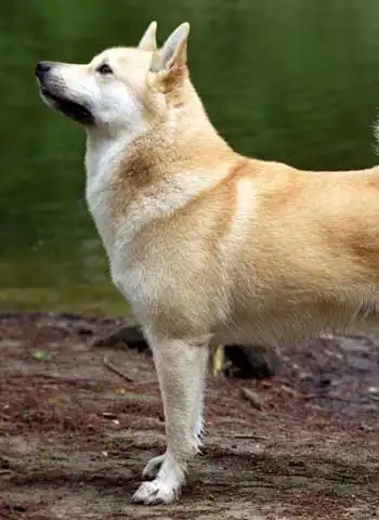 Besoins d'Exercice du Buhund Norvégien