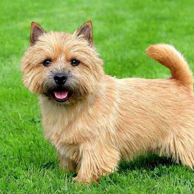 Terrier Norwich