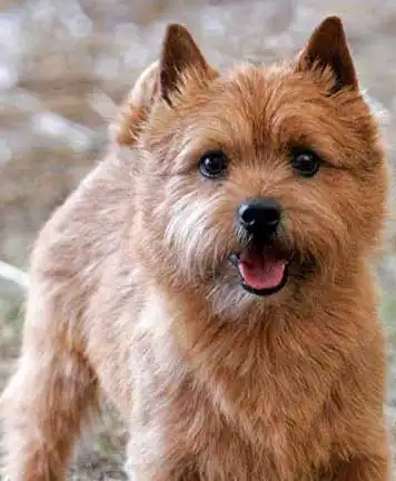 Herkunft & Geschichte von Norwich Terrier