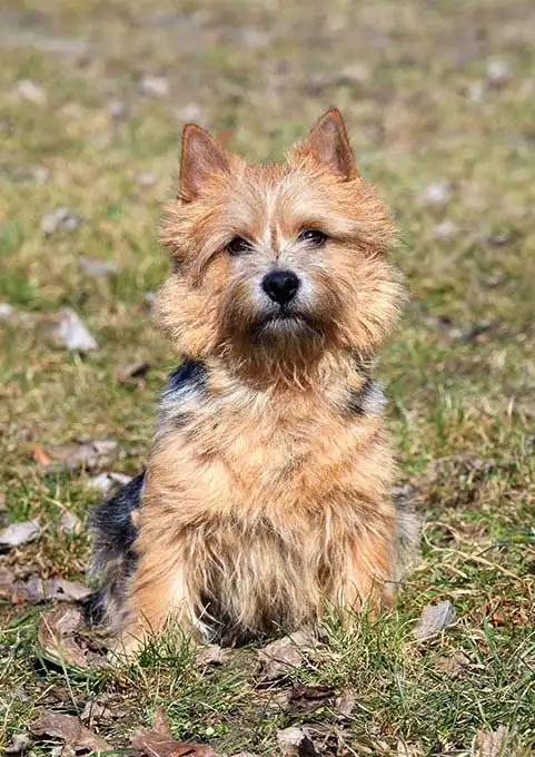 Erscheinungsbild von Norwich Terrier
