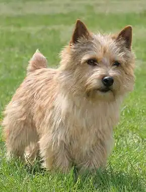 Pflege & Haltung von Norwich Terrier