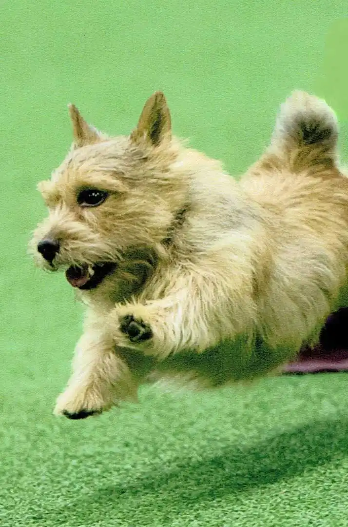 Wesen & Charakter von Norwich Terrier