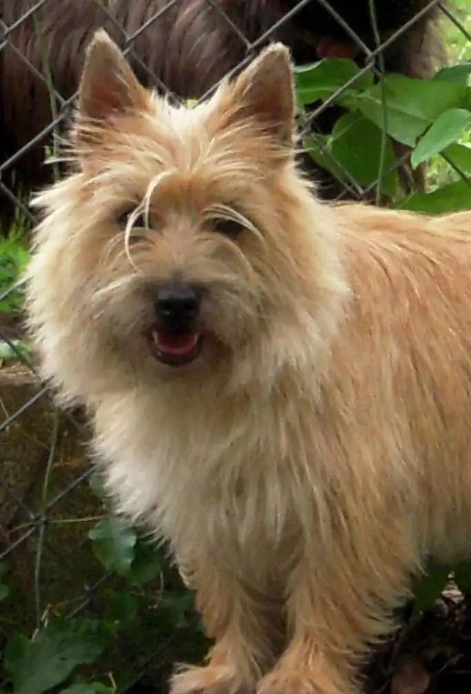 Bewegung & Beschäftigung von Norwich Terrier