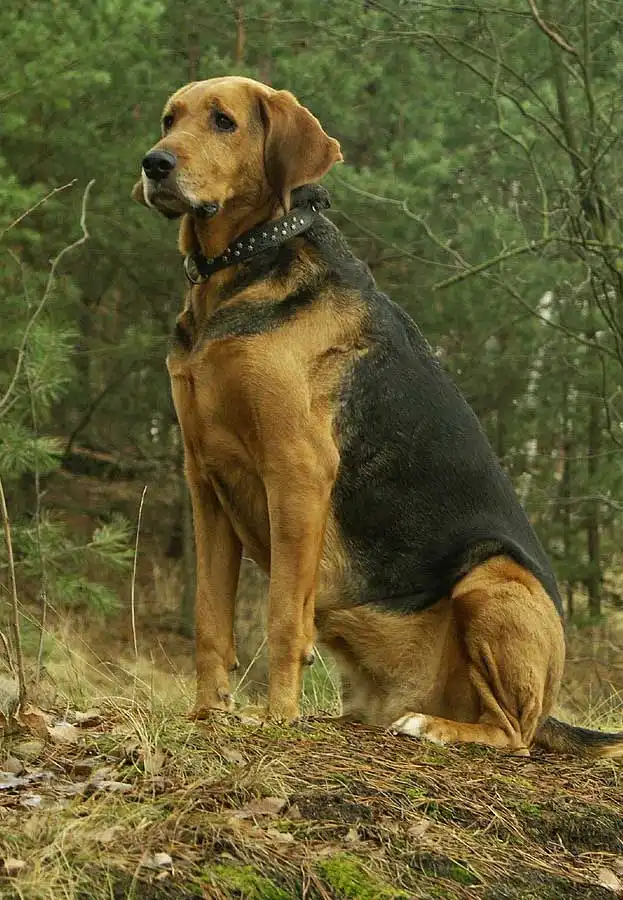 Breed Origin
