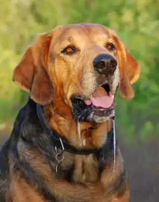 Breed Appearance