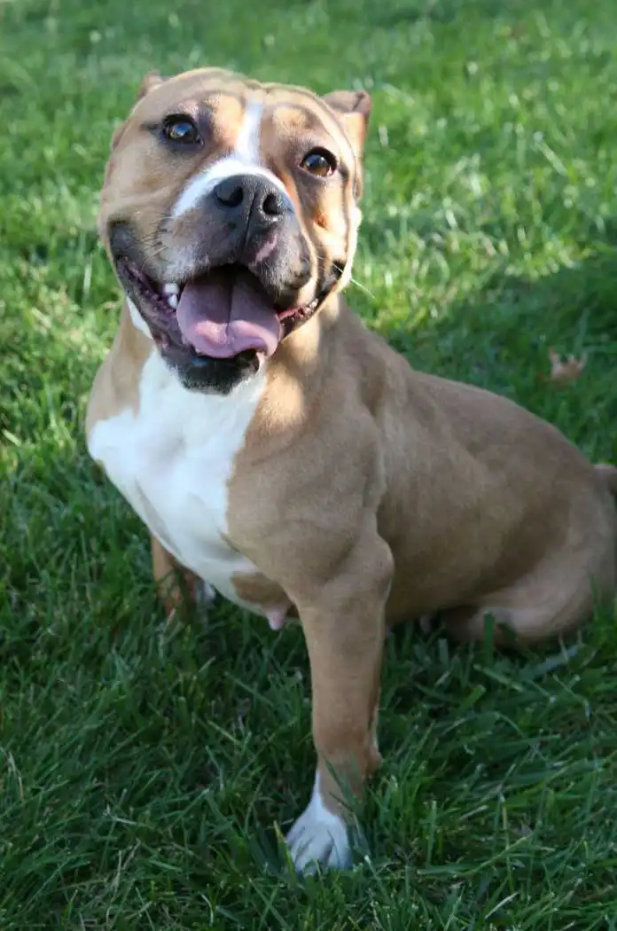 Origem & História do Old Anglican Bulldogge