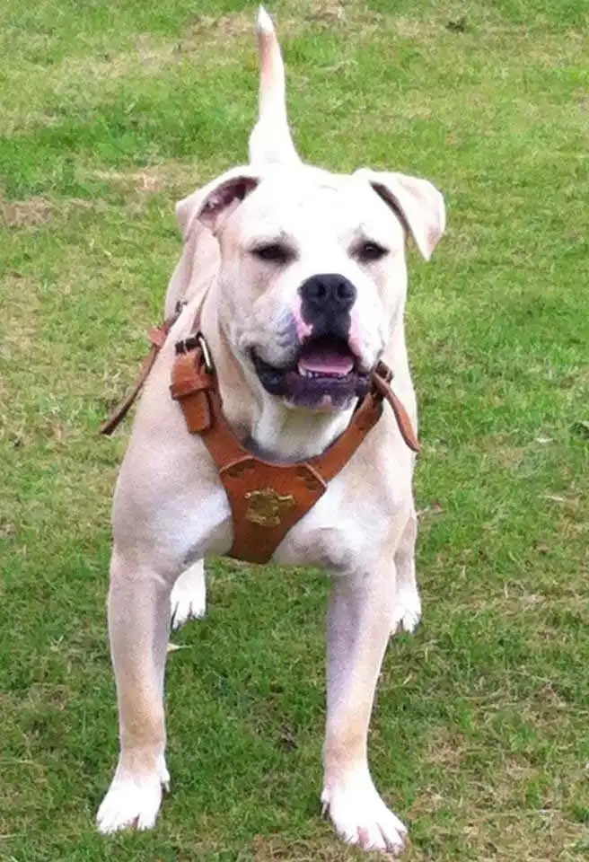 Aparência do Old Anglican Bulldogge