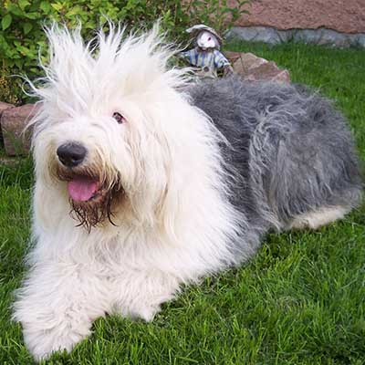 Old English Sheepdog