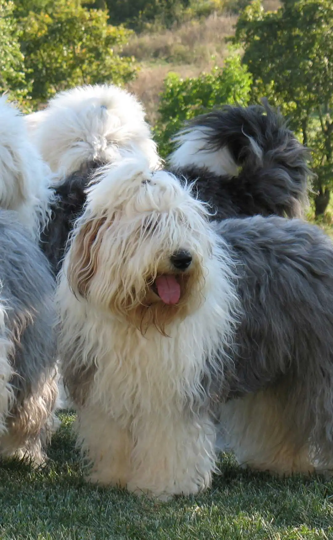Breed Origin