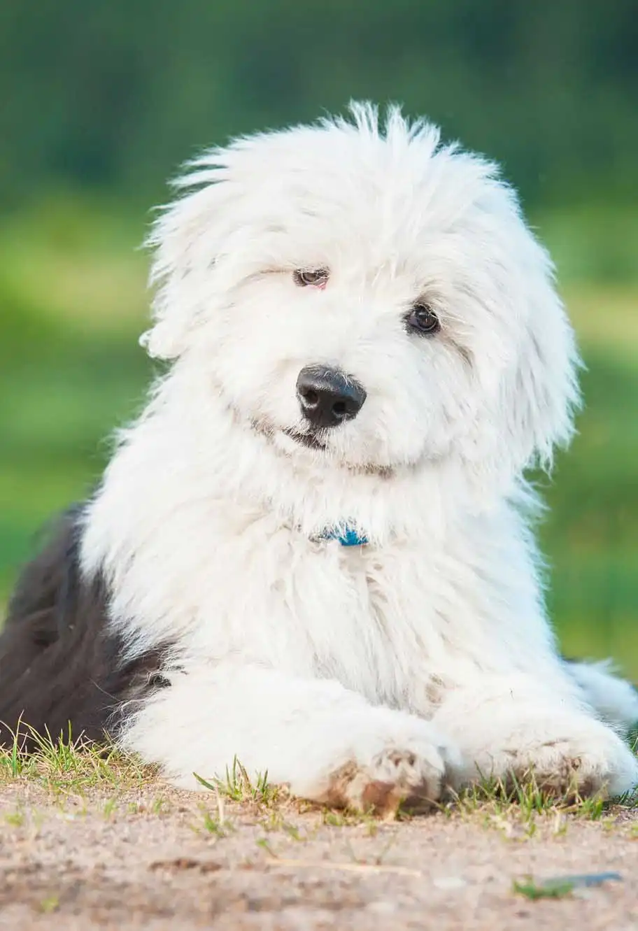 Behavior & Temperament