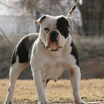 Olde Double Bully