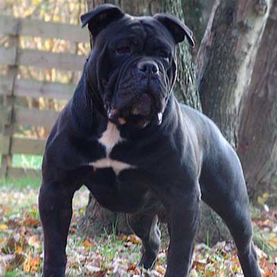 Olde Pit Bulldogge