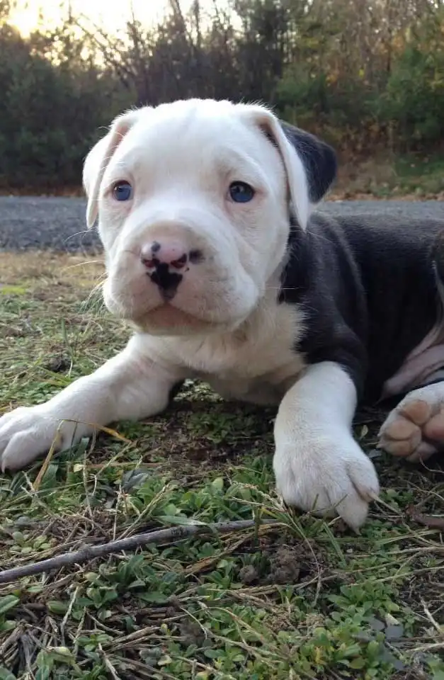 Origine & Histoire du Olde Pit Bulldogge