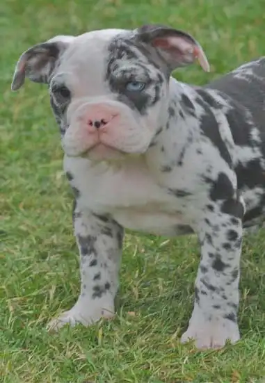Apparence du Olde Pit Bulldogge