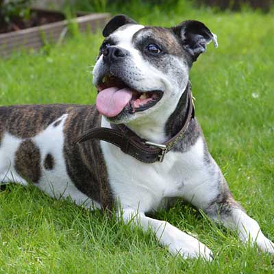 Olde Staff Bulldogge