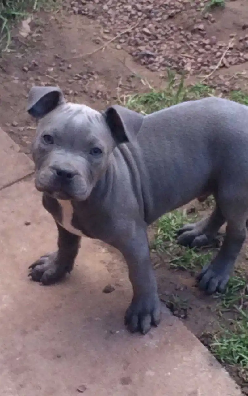 Breed Appearance