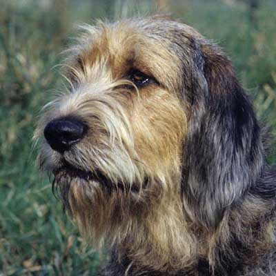 Otterhound