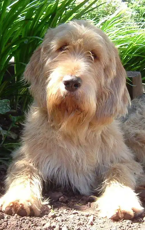 Breed Origin