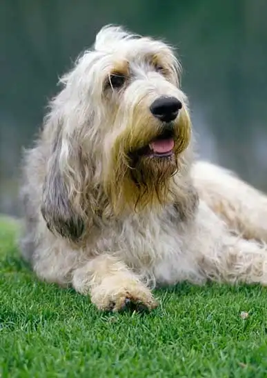 Breed Appearance