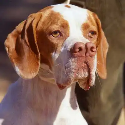 Raza de perro Pachón Navarro.