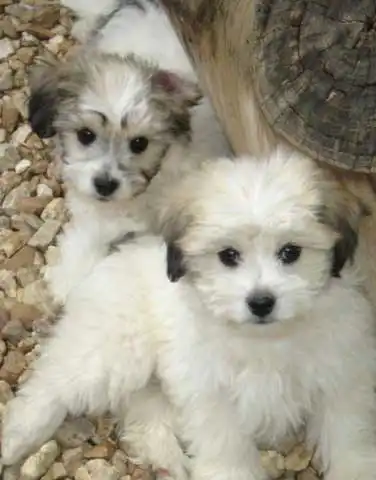 Origem & História do Papichon