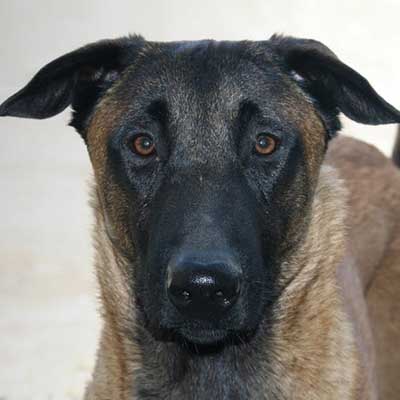 Patterdale Schäferhund