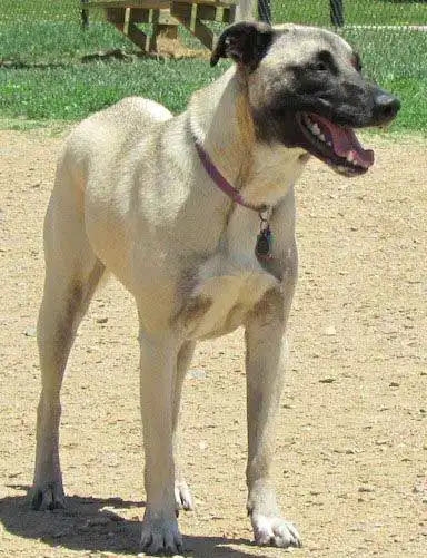 Herkunft & Geschichte von Patterdale Schäferhund