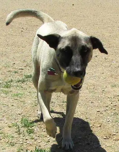 Erscheinungsbild von Patterdale Schäferhund