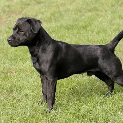 Patterdale Terrier dog breed.