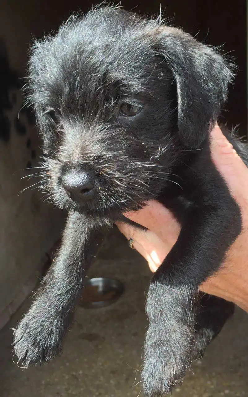 Breed Origin