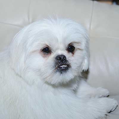Peke-A-Tese