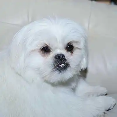 Peke-A-Tese dog breed.