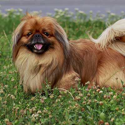 pekinés