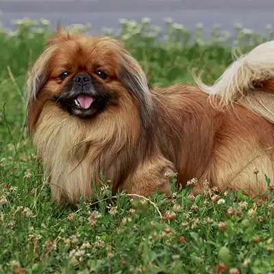 Pekingese dog breed.