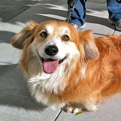 Pembroke Cocker Corgi