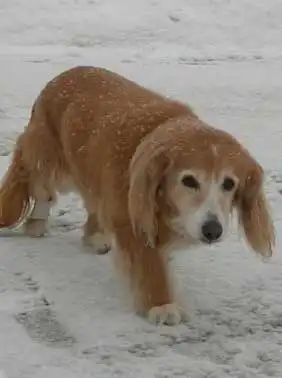 Breed Appearance