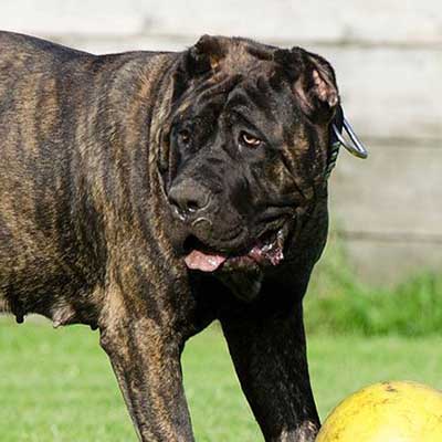 Perro de Presa Canario