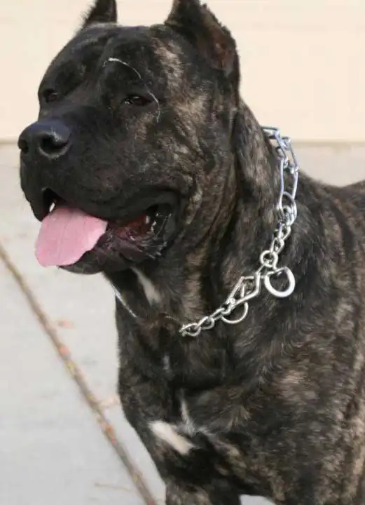 Breed Origin