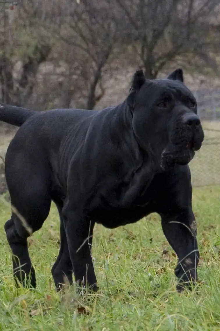 Breed Appearance