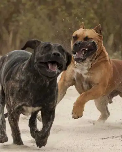 Behavior & Temperament