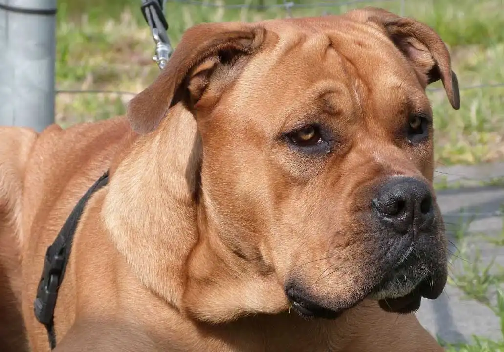 Perro de Presa Mallorquin