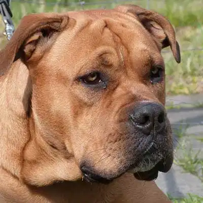 Perro de Presa Mallorquin dog breed.