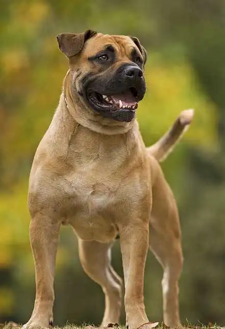 Breed Origin