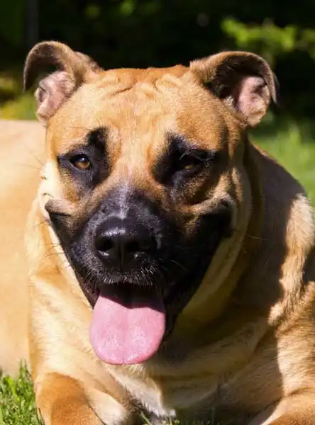 Breed Appearance
