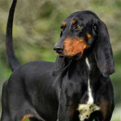 Perro Fino Colombiano