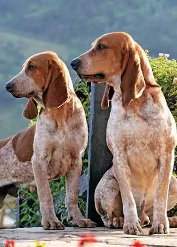 Erscheinungsbild von Perro Fino Colombiano