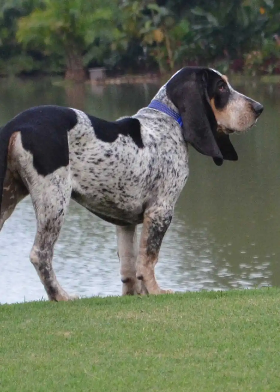 Pflege & Haltung von Perro Fino Colombiano