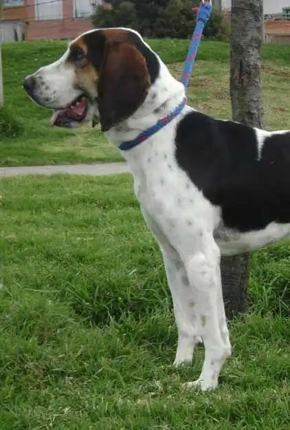 Wesen & Charakter von Perro Fino Colombiano
