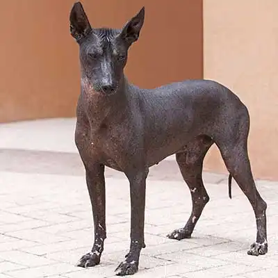 Razza canina Cane Senza Pelo Peruviano.