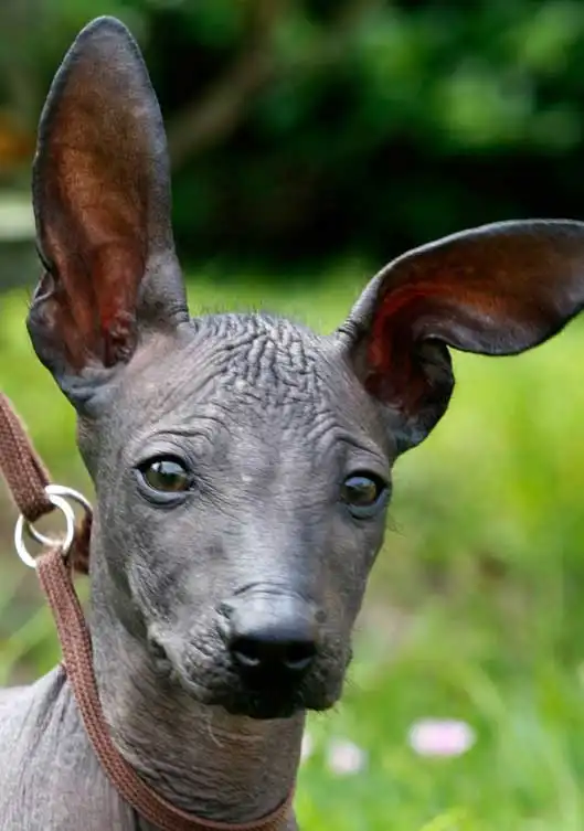 Breed Origin